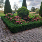 Euonymus japonica 'Green Spire' (Japanese spirea) – 12 plants, Ø9 cm, 10–25 cm high