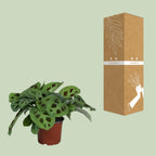 Maranta leuconeura Kerchoveana (plante prieuse) – Ø12 cm, 30 cm de haut