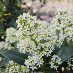 Skimmia japonica 'Finchy' – weiß – 3 Pflanzen, Ø15 cm, 30 cm hoch
