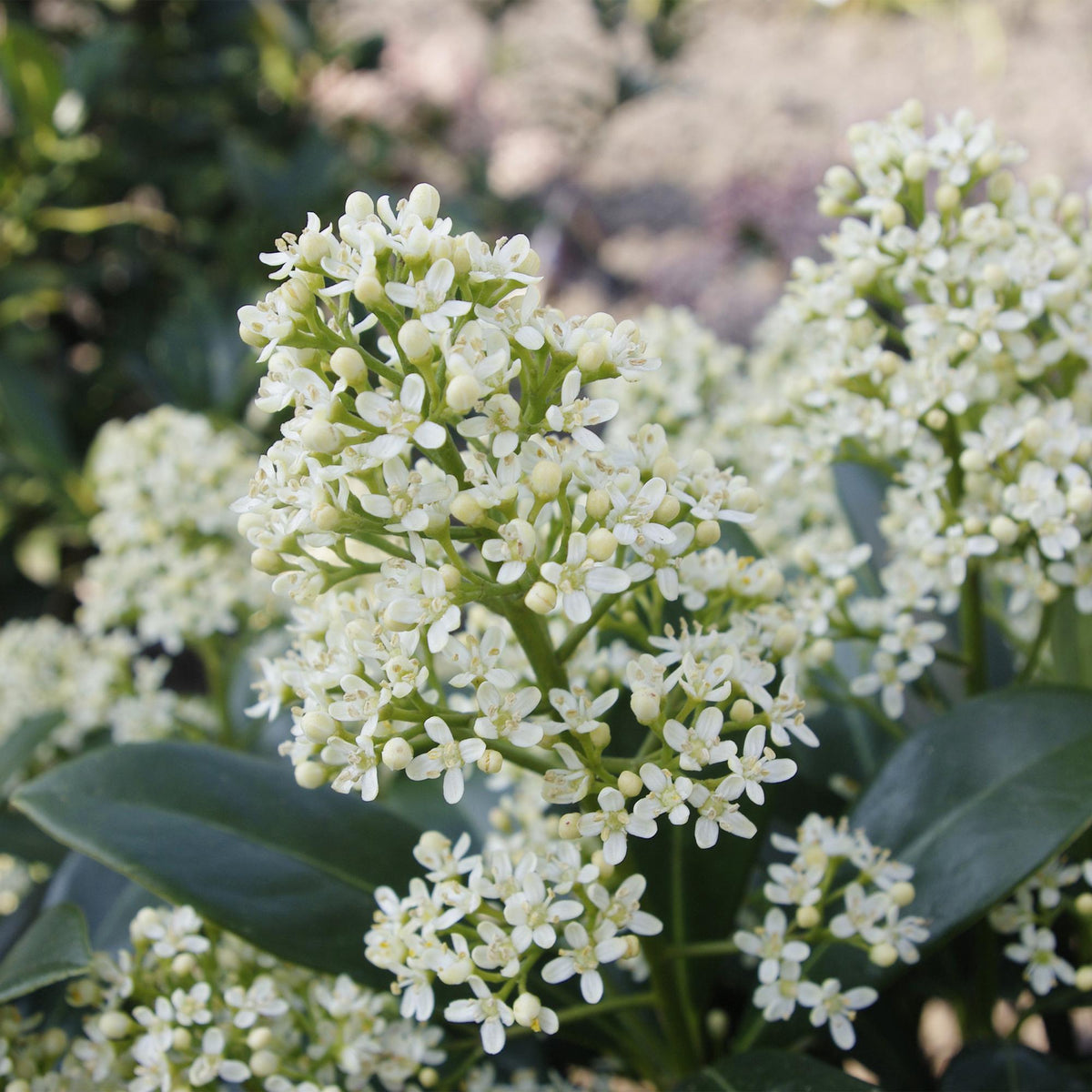 Skimmia japonica 'Finchy' – weiß – 3 Pflanzen, Ø15 cm, 30 cm hoch – Bild 4