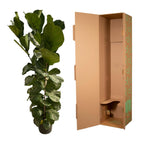 Ficus lyrata Strauch (Geigenblattscheibe) – Ø 27 cm, 170 cm hoch