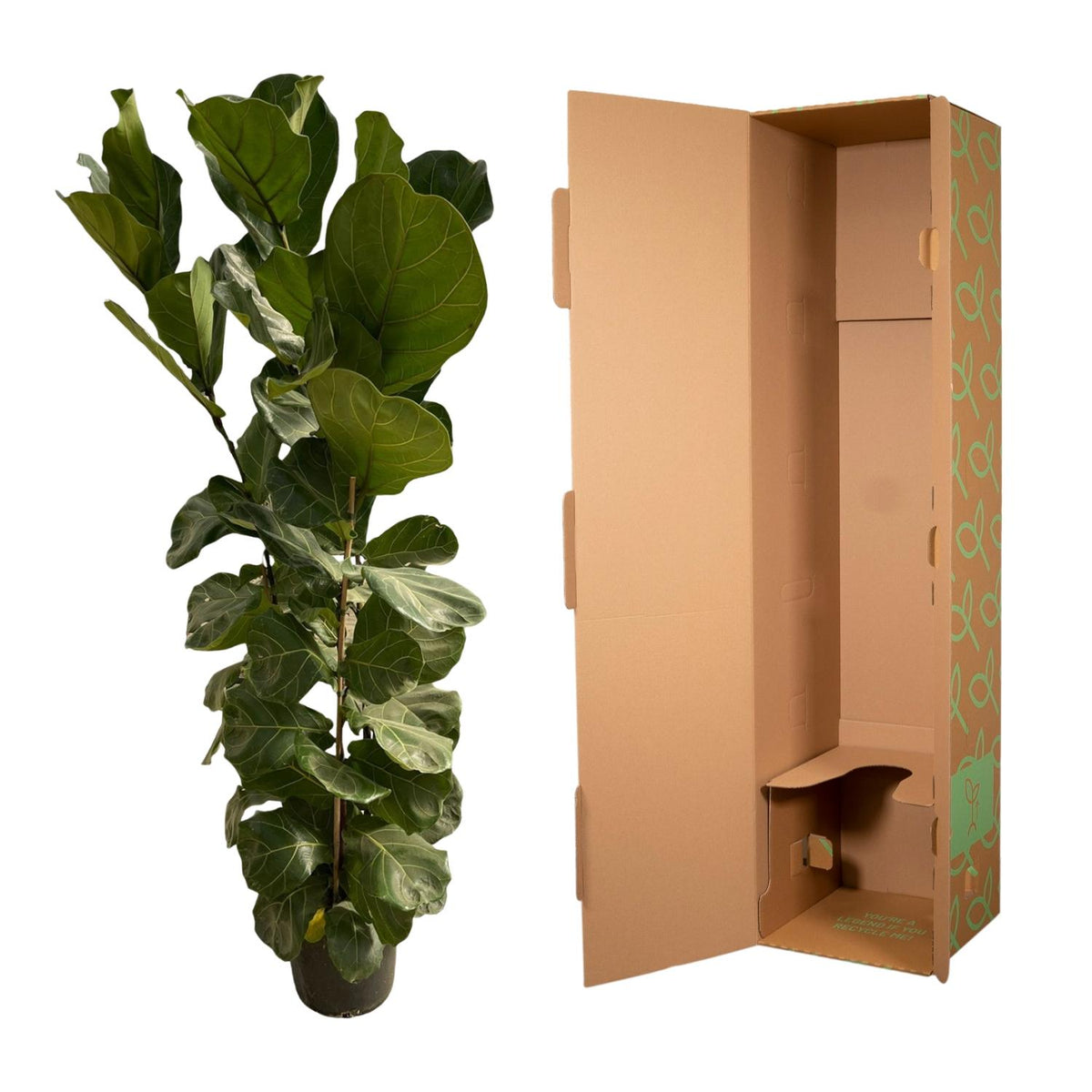 Ficus lyrata Strauch (Geigenblattscheibe) – Ø 27 cm, 170 cm hoch