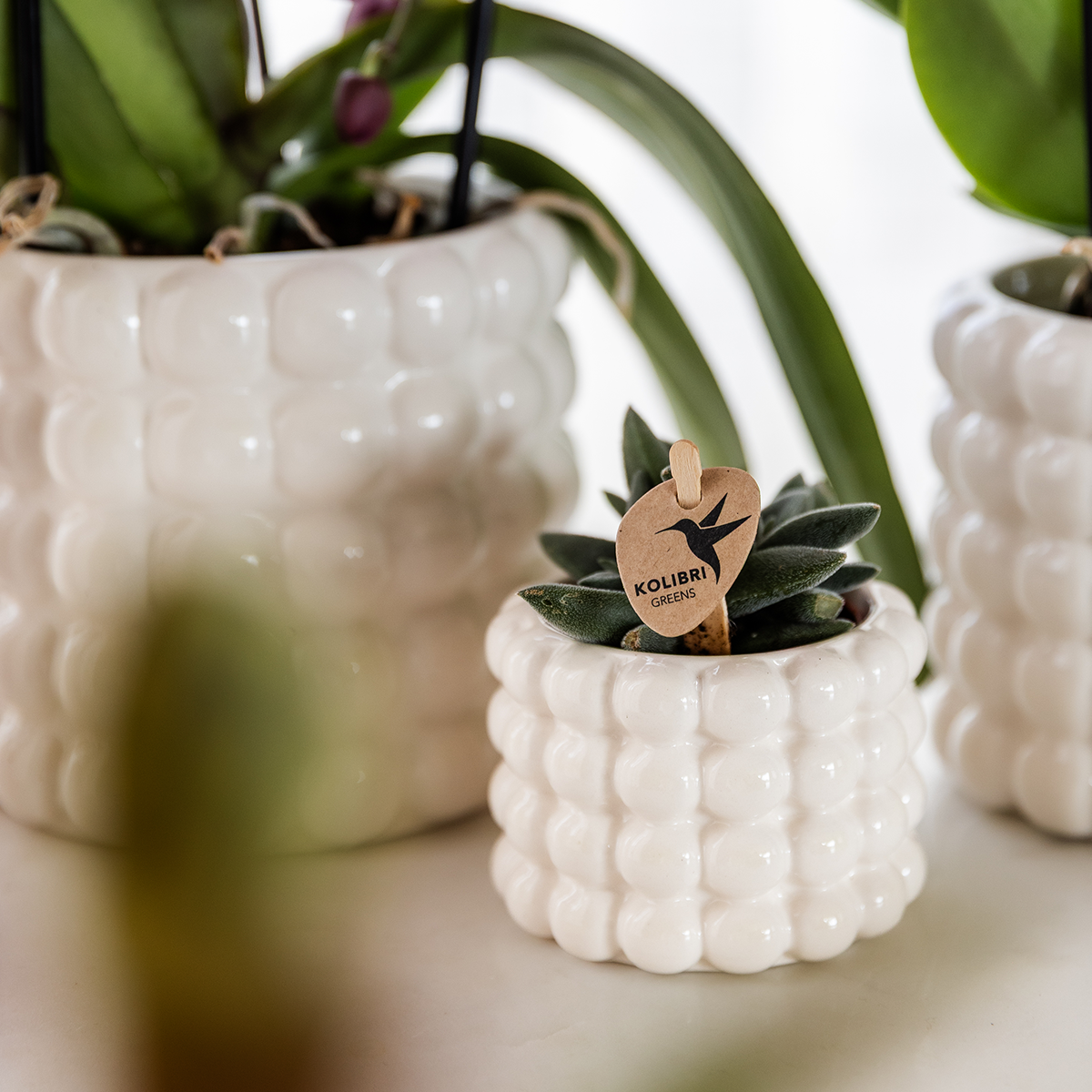 Set de plantes Poppy Mix – Ø6 cm, 7 cm de haut