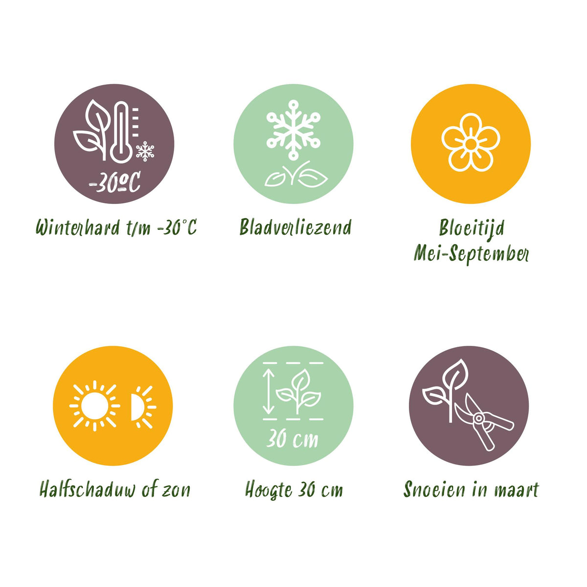 Campanula poscharskyana 'Lisduggan Variety' (klokke) – hvid – 12 planter, Ø11 cm, 15–25 cm høj – billede 9