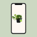 Epipremnum (scindapsus) – Ø12 cm, 25 cm hoch – n'joy gold