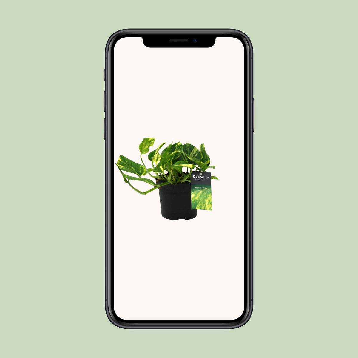 Epipremnum (scindapsus) – Ø12 cm, 25 cm hoog – n'joy gold