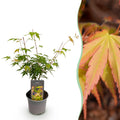 Acer palmatum 'Katsura' (japansk løn) – orange – Ø12 cm, 35 cm høj