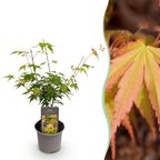 Acer palmatum 'Katsura' (japansk løn) – orange – Ø12 cm, 35 cm høj