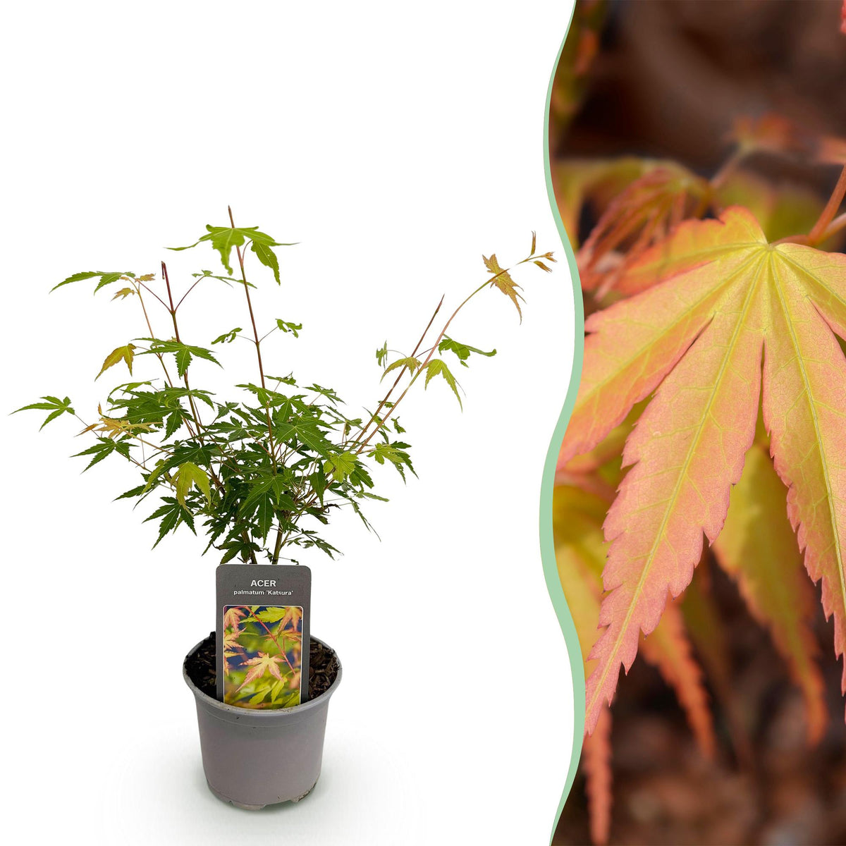 Acer palmatum 'Katsura' (Japanse esdoorn) – oranje – Ø12 cm, 35 cm hoog