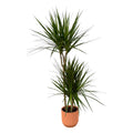 Dracaena marginata (Drachenbaum) im Vibes Fold Round-Übertopf rosa – Ø 21 cm, 120 cm hoch
