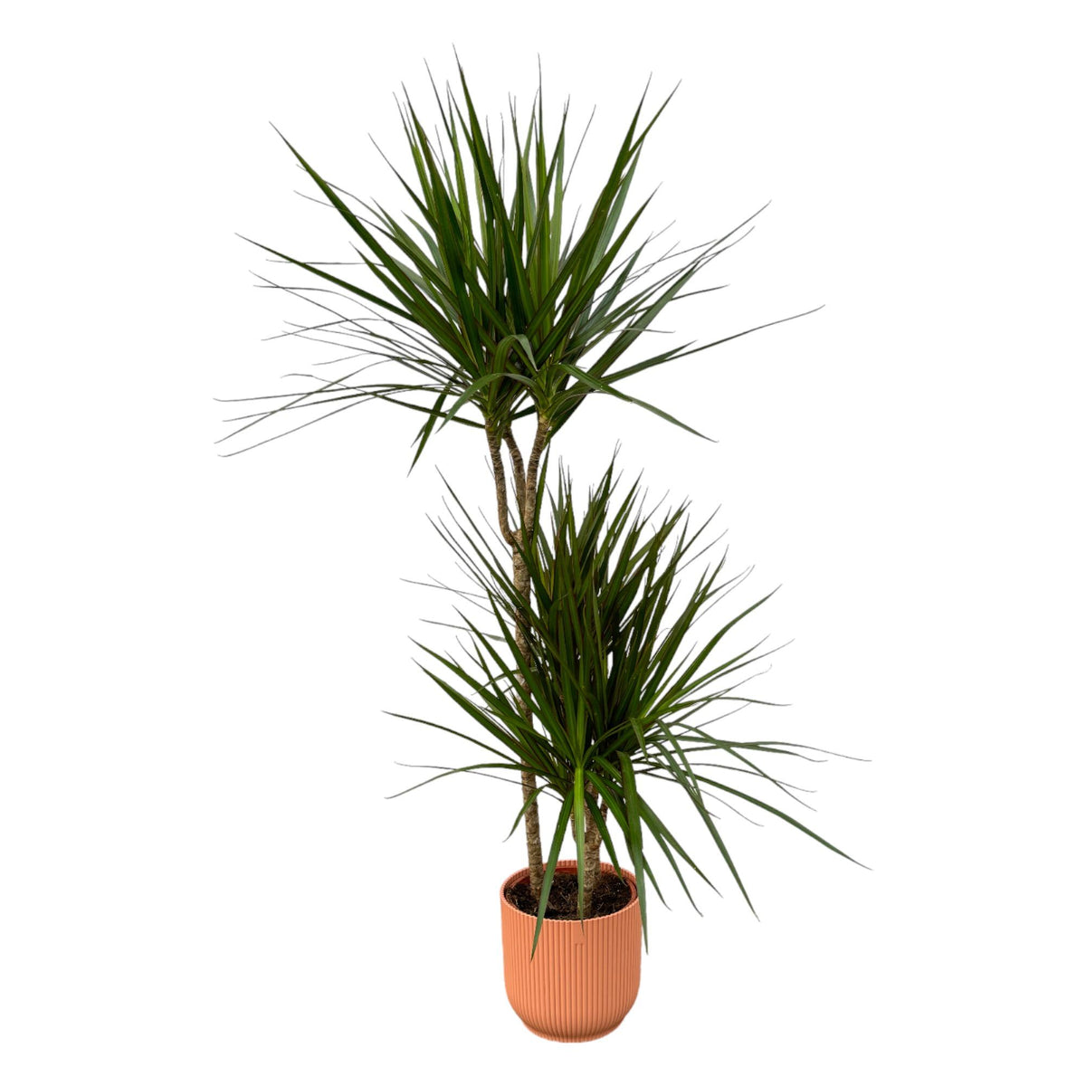 Dracaena marginata (Drachenbaum) im Vibes Fold Round-Übertopf rosa – Ø 21 cm, 120 cm hoch