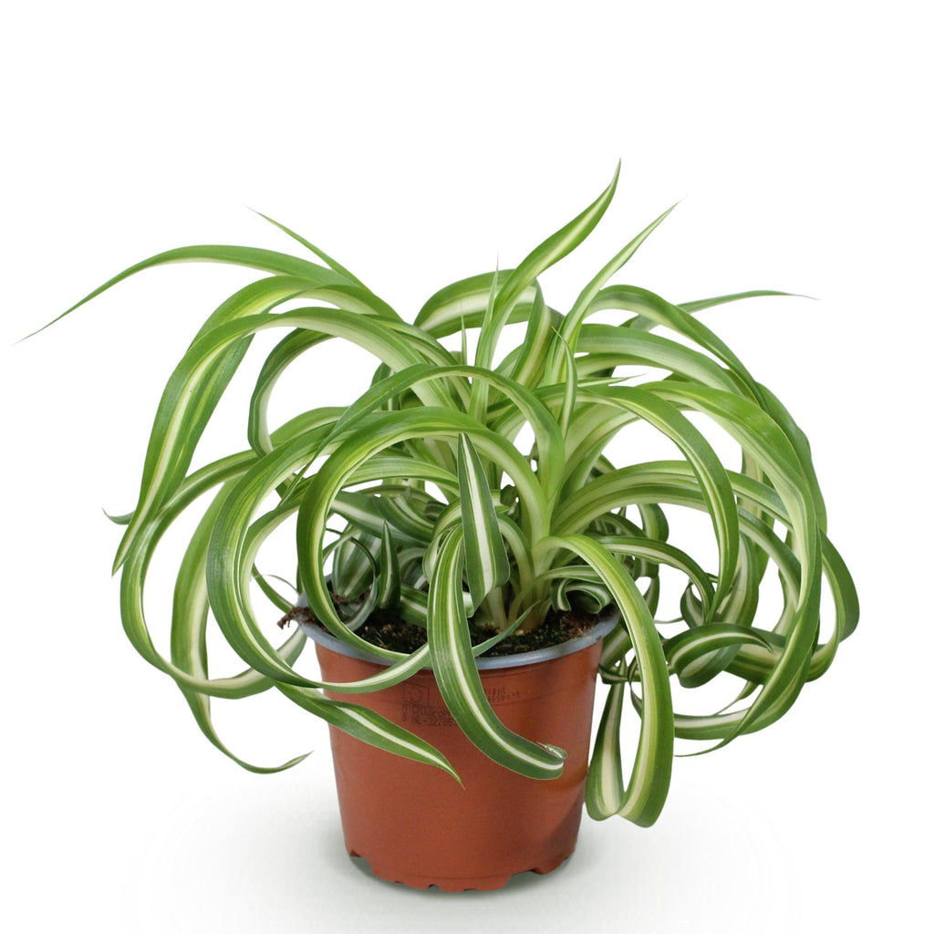 Chlorophytum comosum Bonnie (graslelie) – Ø12 cm, 20 cm hoog