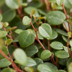 Peperomia Pepperspot – Ø6 cm, 10 cm de haut