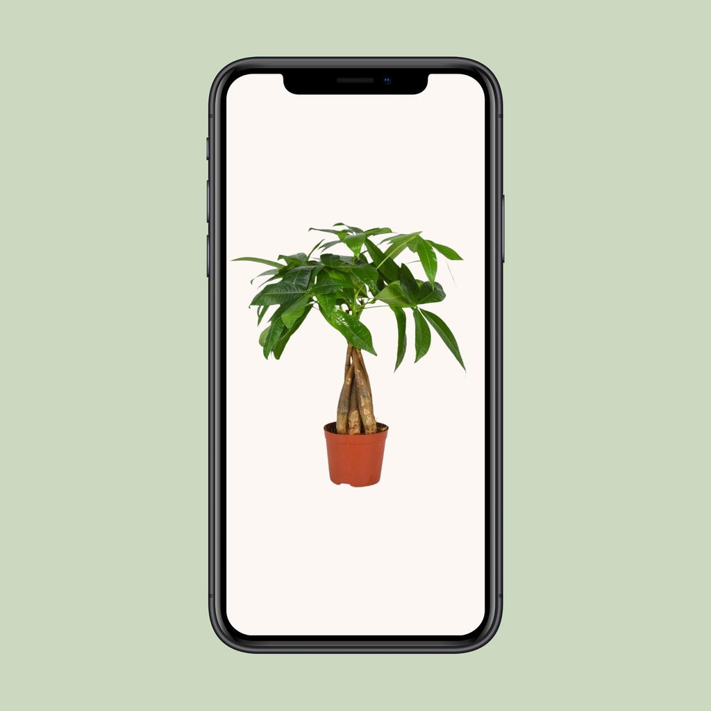 Pachira aquatica (pengetræ) – Ø12 cm, 35 cm høj