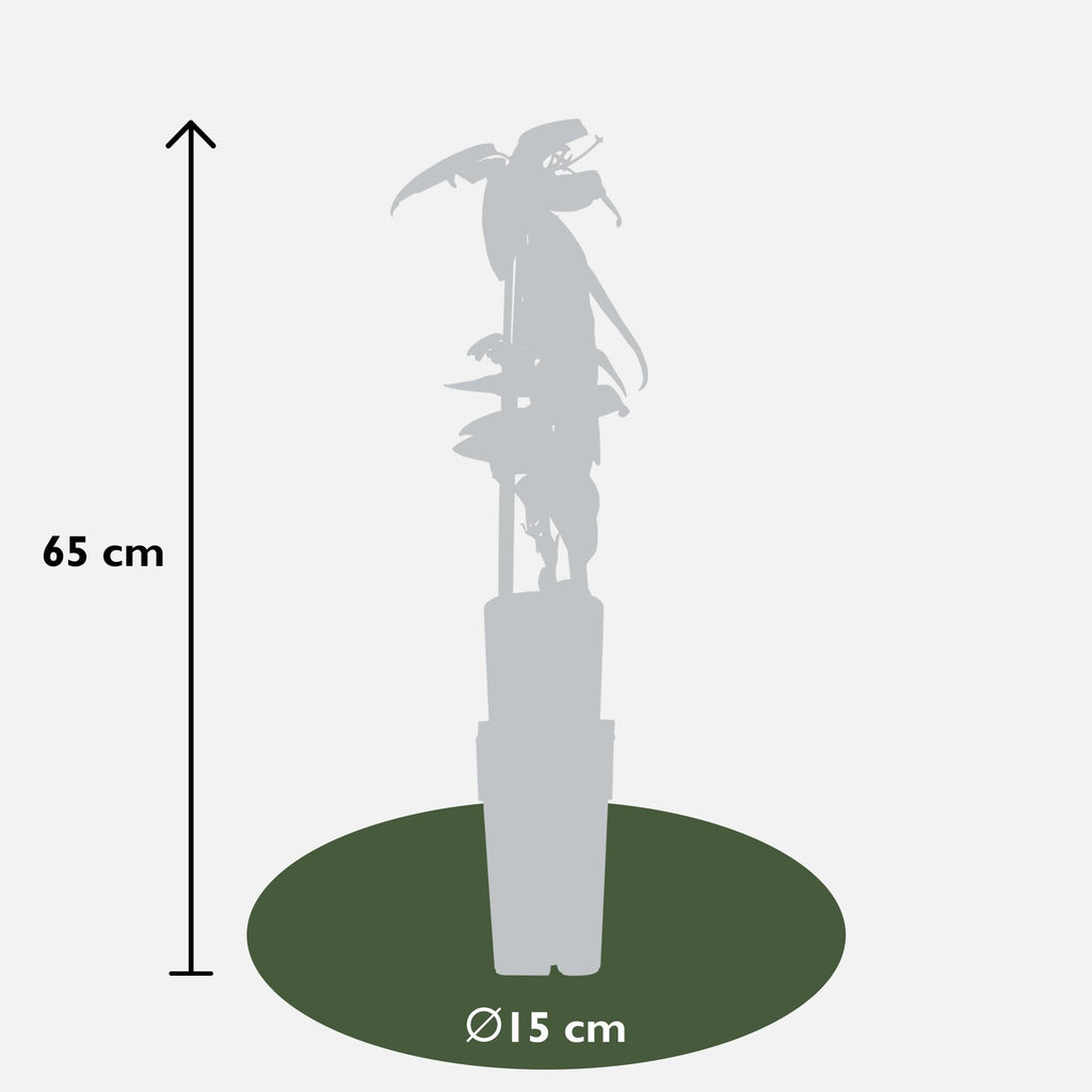 Clematis armandii (Armand's clematis) – Ø15 cm, 65 cm high – photo 3