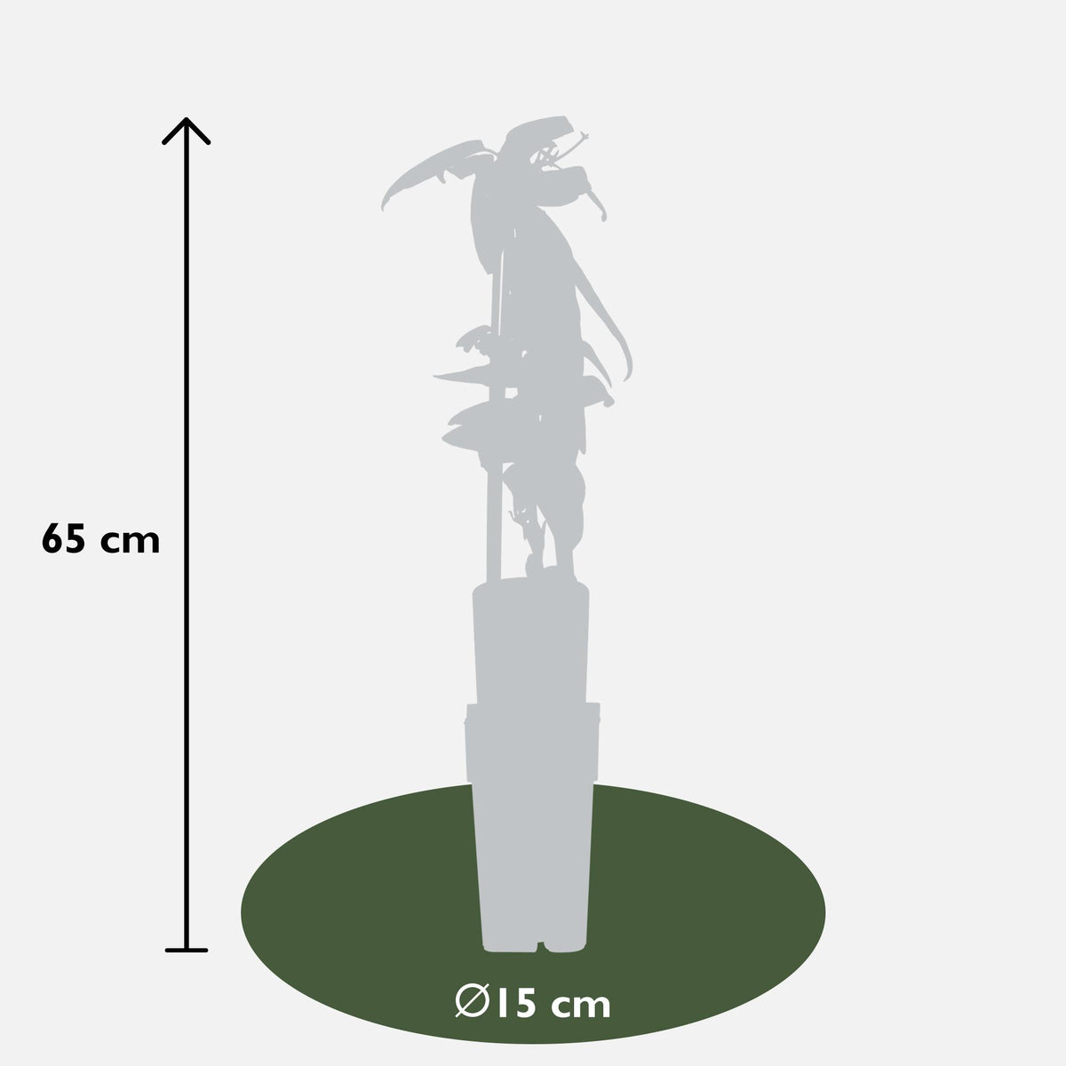 Clematis armandii (Armand's clematis) – Ø15 cm, 65 cm high – photo 3