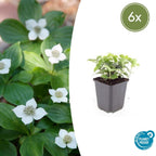 Cornus canadensis (Kanadischer Vogelbeerbaum) – 6 Pflanzen, Ø 9 cm, 10–25 cm hoch