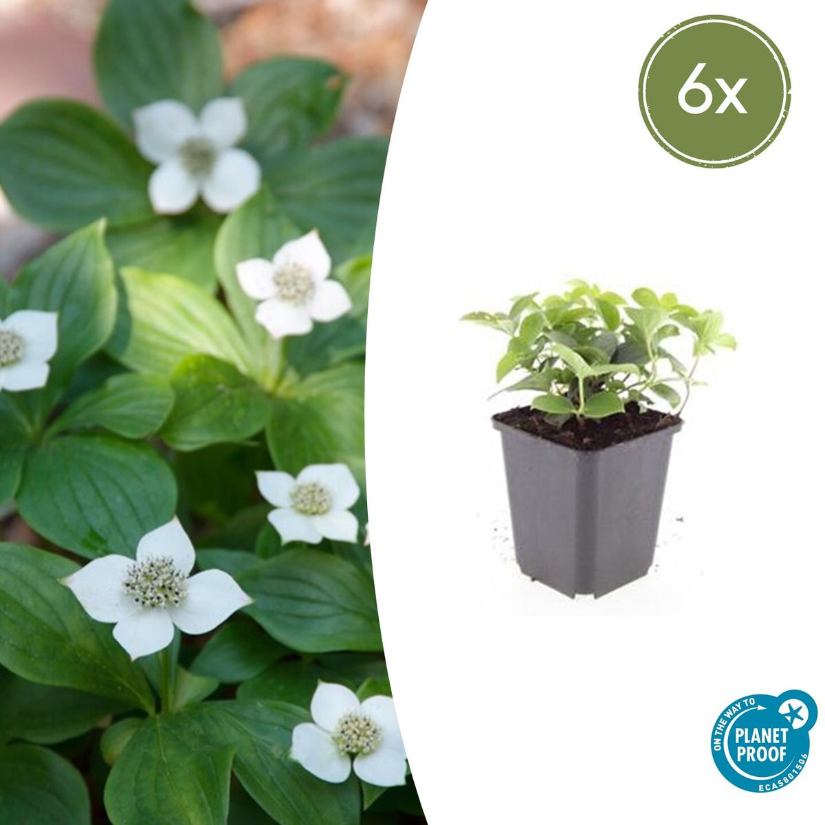 Cornus canadensis (Kanadischer Vogelbeerbaum) – 6 Pflanzen, Ø 9 cm, 10–25 cm hoch – Bild 2