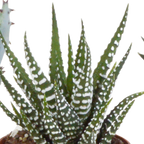 Mélange Gasteria/Haworthia en pot en terre cuite – Ø6 cm, 13 cm de haut