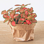 Fittonia Orange (Mosaikpflanze) – Ø8 cm