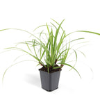 Carex morrowii 'Ice Dance' (Segge) – 24 Pflanzen, Ø9 cm, 10–25 cm hoch