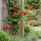 Campsis radicans (trumpet creeper) – orange-red – 2 plants, Ø9 cm, 35 cm high