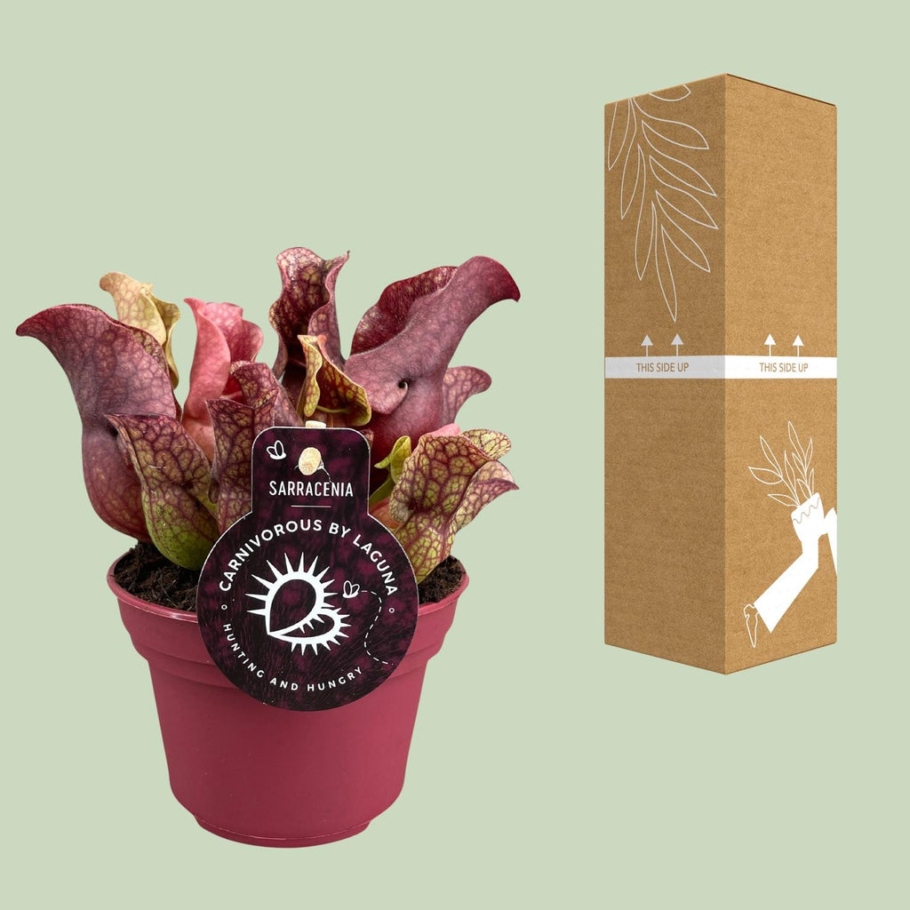 Sarracenia (plante-trompette) – Ø 12 cm, 20 cm de haut