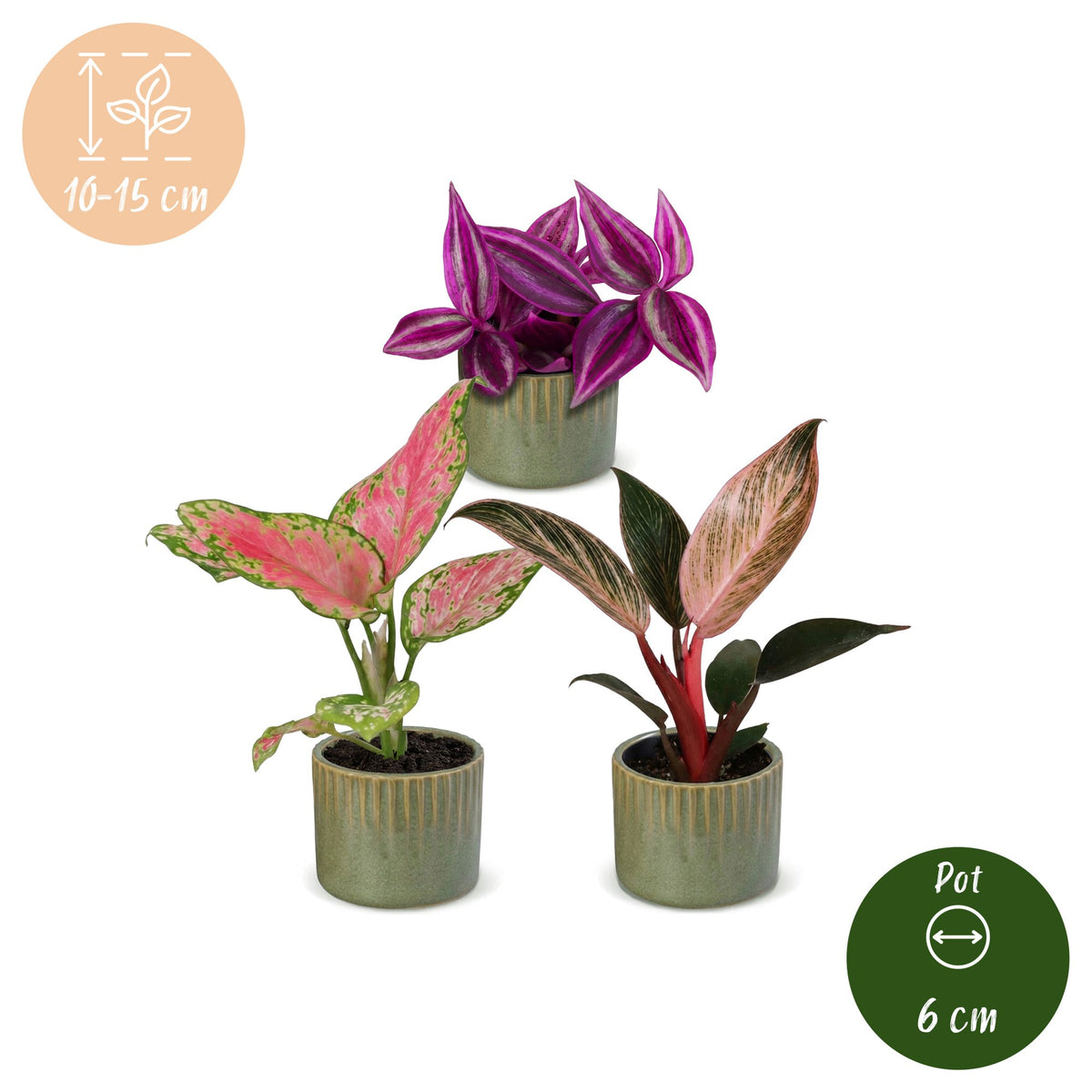 3× Babyplantjes Paradise Mix incl. Linnea Olive – Ø6 cm, 10–15 cm hoog