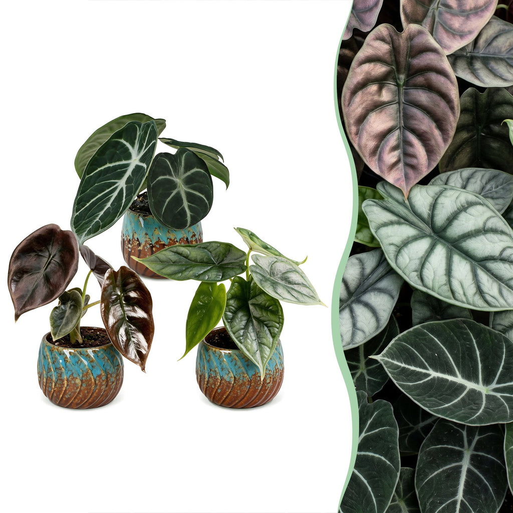3× Baby Alocasia Tricolour (elefantøre) incl. Copper Reef – Ø6 cm, 12 cm høj