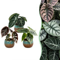3× Baby Alocasia Tricolour (elefantøre) incl. Copper Reef – Ø6 cm, 12 cm høj