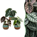 3× Baby Alocasia Tricolour (elefantøre) incl. Copper Reef – Ø6 cm, 12 cm høj