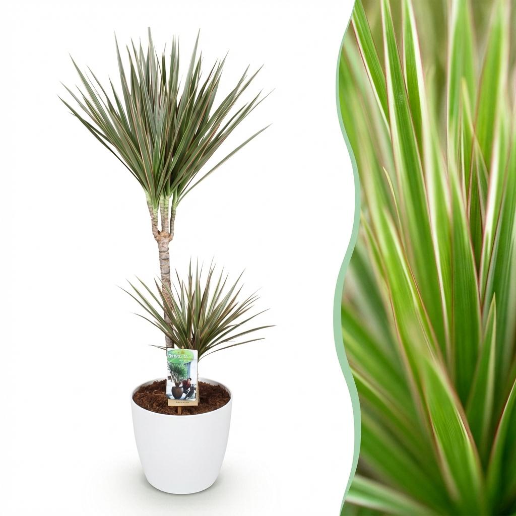 Dracaena marginata Bicolor (dragebreg) i Potter-pyntepotte hvid – Ø21 cm, 90–100 cm høj