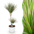 Dracaena marginata Bicolor (dragebreg) i Potter-pyntepotte hvid – Ø21 cm, 90–100 cm høj