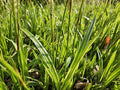 Carex morrowii 'Aureovariegata' (laîchue) – 12 plants, Ø9 cm, 10–25 cm de haut