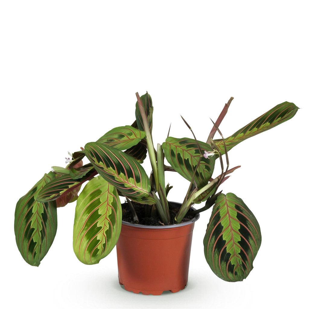 Maranta Fascinator Tricolour (Gebetsstaude) – Ø 12 cm, 25 cm hoch – Bild 2