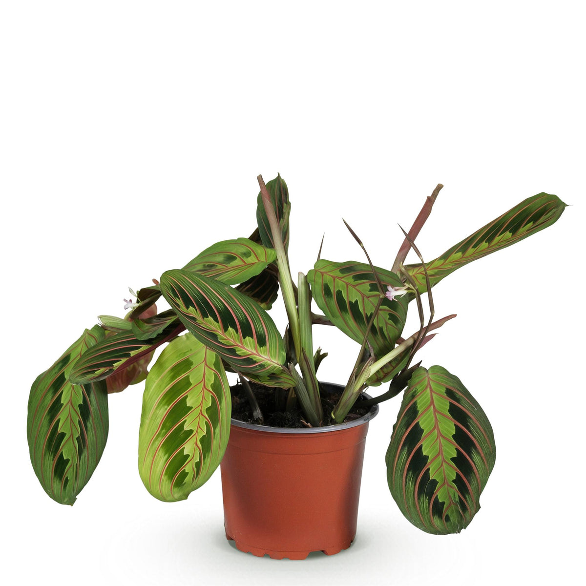 Maranta Fascinator Tricolour (Gebetsstaude) – Ø 12 cm, 25 cm hoch – Bild 2