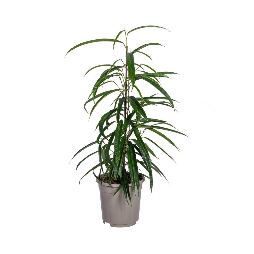 Ficus Binnendijkii Alii – Ø17 cm, 60–80 cm hoch