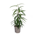 Ficus Binnendijkii Alii – Ø17 cm, 60–80 cm hoch