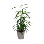 Ficus Binnendijkii Alii – Ø17 cm, 60–80 cm hoch