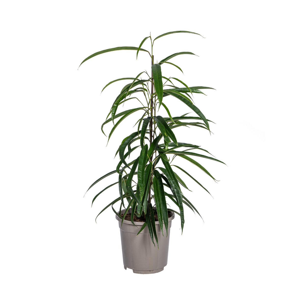 Ficus Binnendijkii Alii – Ø17 cm, 60–80 cm høj
