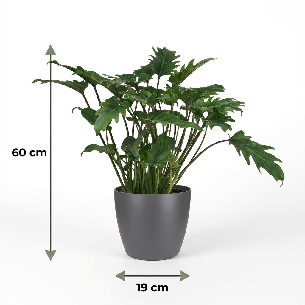 Philodendron Xanadu i Potter-pyntepotte grå – Ø19 cm, 60 cm høj – billede 5