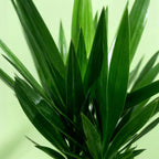 Yucca elephantipes – Ø 27 cm, 170 cm hoch