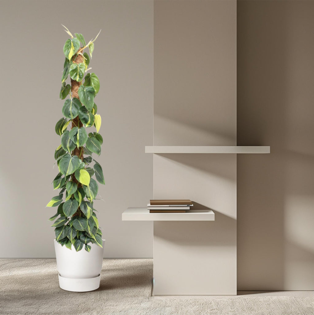 Philodendron scandens Brasil – Ø27 cm, 150 cm hoog