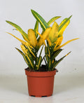 Croton Sunny Star (Codiaeum) – Ø12 cm, 30 cm høj
