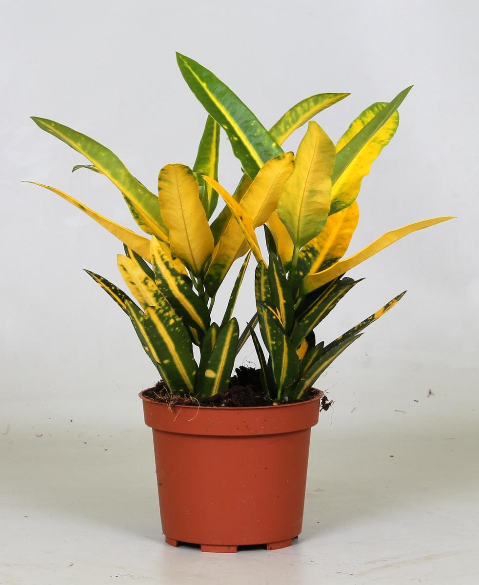 Croton Sunny Star (Codiaeum) – Ø12 cm, 30 cm høj
