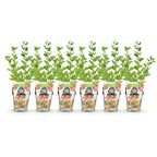 Ribes uva-crispa 'Hinnonmaki Rod' (ribes noir) – 6 plants, Ø9 cm, 35 cm de haut