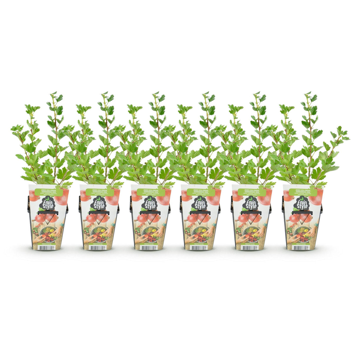Ribes uva-crispa 'Hinnonmaki Rod' (kruisbes) – 6 planten, Ø9 cm, 35 cm hoog