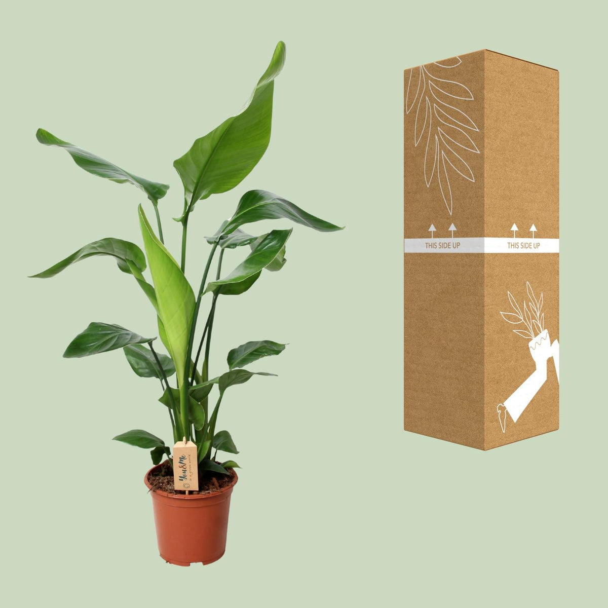 Strelitzia nicolai (weiße Paradiesvogelblume) – Ø 19 cm, 90 cm hoch – Art. 12532