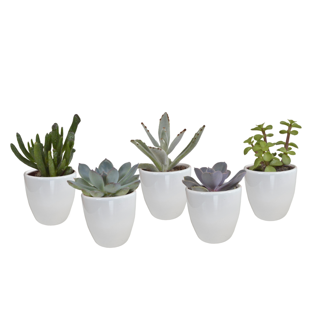 Vetplanten in witte pot – Ø6 cm, 13 cm hoog