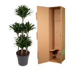 Dracaena Compacta Carrousel (drakenboom) – Ø31 cm, 130 cm hoog